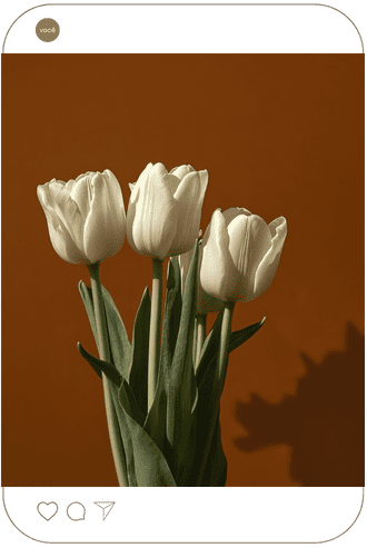 fotos-biblioteca-imagens-elegantes-lore-reis10.png